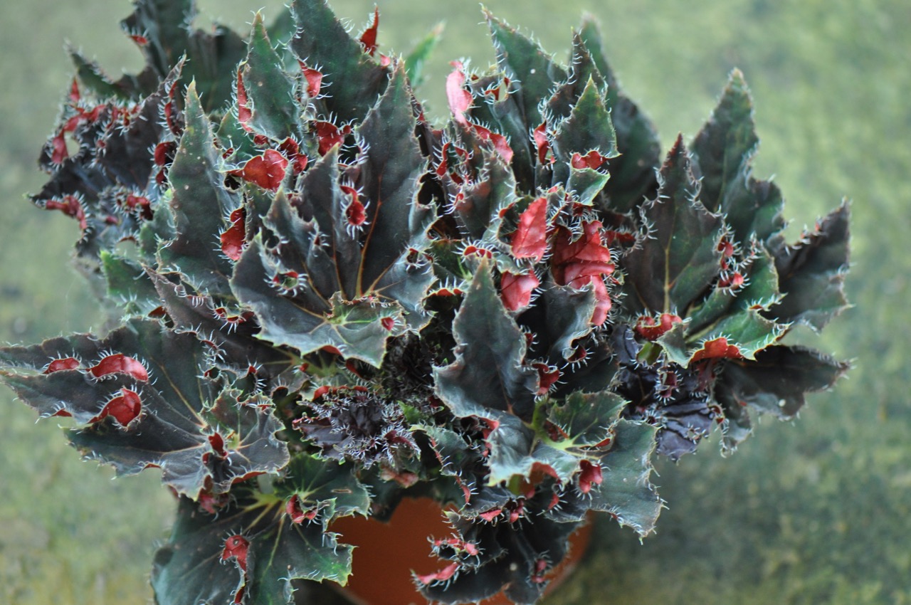 B. ‘Obsidian’